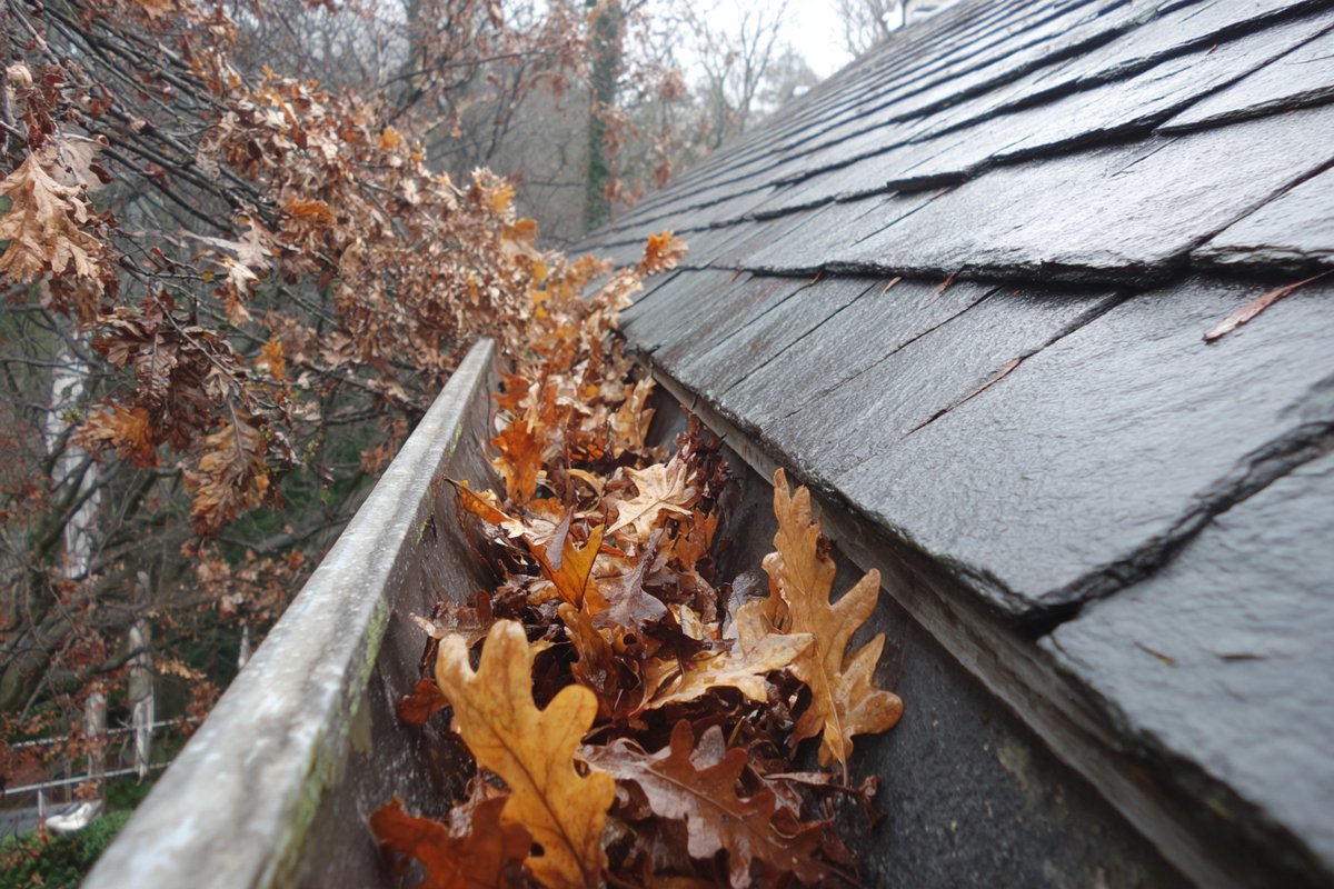 Leaf-packed gutter and roof valley on a steep slate roof under mature oak branches in Douglaston