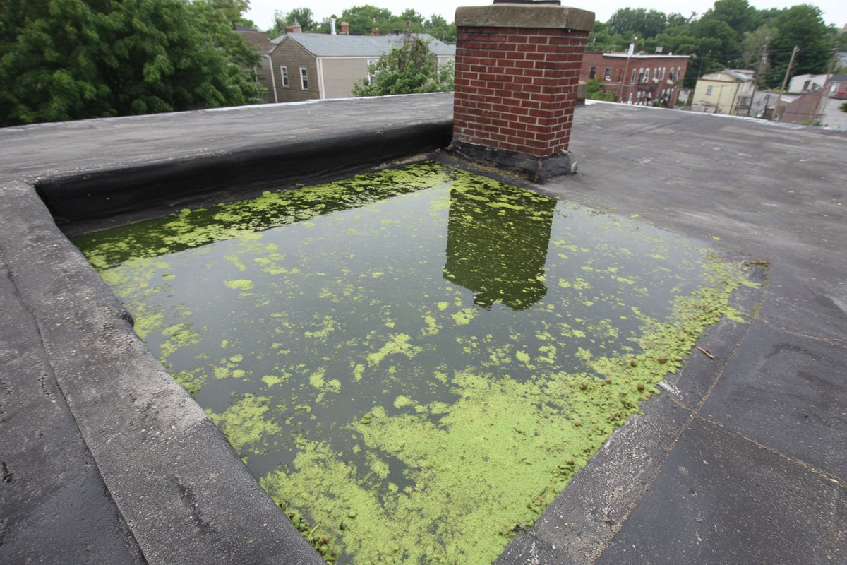 Shallow pond spread across a flat roof membrane on a Queens row house, with algae at its edges